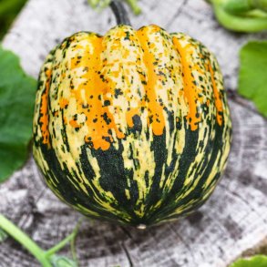 Gr�skar fr�. Carnival. Cucurbita pepo. F1. Ca. 5 fr�