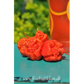 Chili. Carolina Reaper. Capsicum chinense. Fr