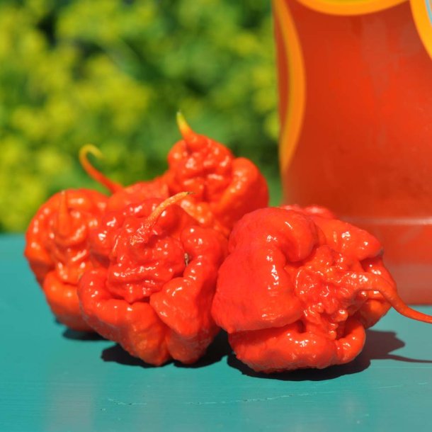 Chili fr�. Carolina Reaper. Capsicum chinense. Ca. 10 Fr�