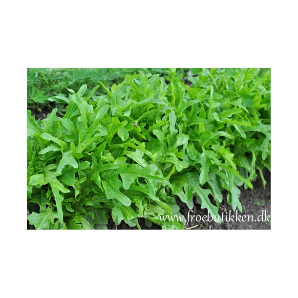 Salat. Catalogna. Lactuca sativa.  Fr.