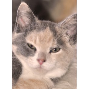 Katteurt / Catnip. Nepeta cataria. Fr.