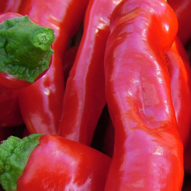 Chili fr�. De Cayenne. Capsicum annuum. Ca. 10 Fr�.