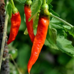 Chili fr�. De Cayenne. Capsicum annuum. Ca. 10 Fr�.