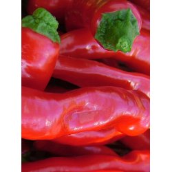 Chili. De Cayenne. Capsicum annuum. Fr.