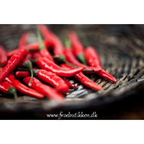 Chili. Cayenne long slim. Capsicum annuum. kologiske fr