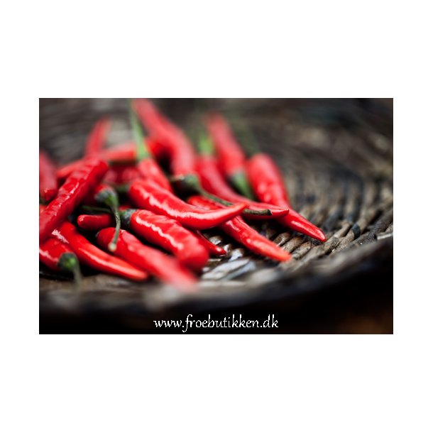 Chili. Cayenne long slim. Capsicum annuum. kologiske fr