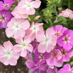 Floks fr�. Cecily mixed. Phlox drummondii nana. Ca. 260 fr�