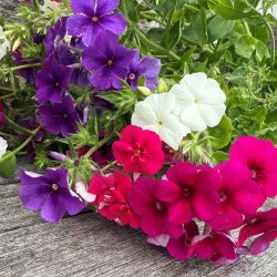 Floks fr�. Cecily mixed. Phlox drummondii nana. Ca. 260 fr�