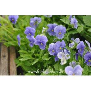 Stedmoder. Celestial sky blue. Viola wittrockiana. Fr