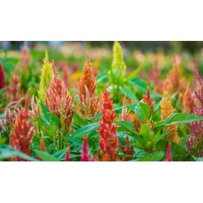 Slvfjercelosia. Pampas plume. Mix. Celosia argentea plumosa. Fr