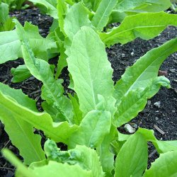 Aspargessalat fr�. Lactuca sativa var. augustana. Ca. 850 Fr�