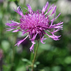 Knopurt fr�. Stor. Centaurea scabiosa. Ca. 80 Fr�