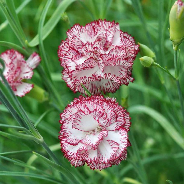 Nellike fr�. Chabaud Benigna. Dianthus caryophyllus. Ca. 325 Fr�