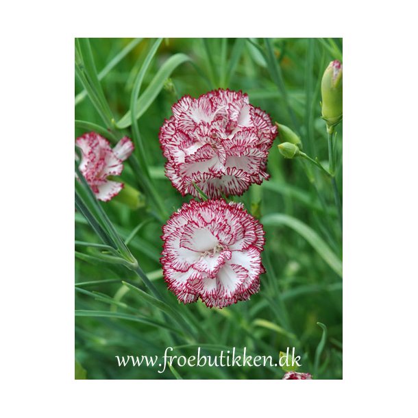 Nellike. Dianthus caryophyllus. Chabaud Benigna. Fr