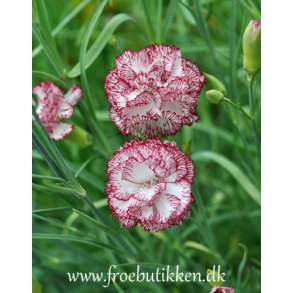 Nellike. Dianthus caryophyllus. Chabaud Benigna. Fr