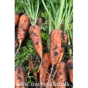 Gulerod. Chantenay red cored. Daucus carota var. sativus. Fr
