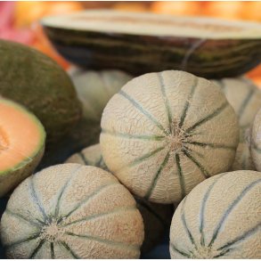 Meloner. Charentais. Cucumis melo var. cantalupensis. kologisk. Fr