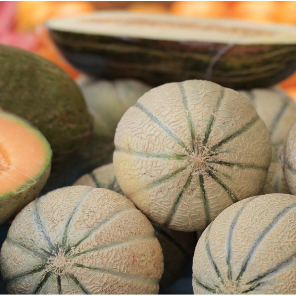 Meloner fr�. Charentais. Cucumis melo var. cantalupensis. Ca. 10 �kologiske fr�