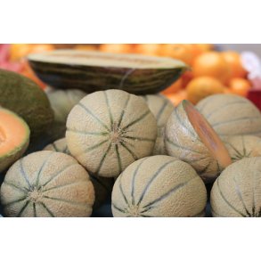 Meloner. Charentais. Cucumis melo var. cantalupensis. kologisk. Fr