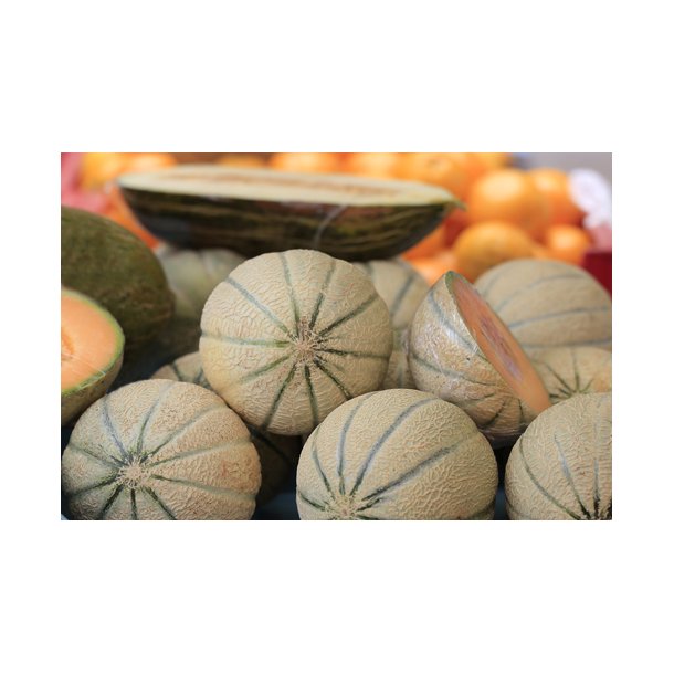 Meloner. Charentais. Cucumis melo var. cantalupensis. kologisk. Fr