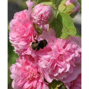 Stokroser. Chaters chamois. Alcea rosea. Fr.