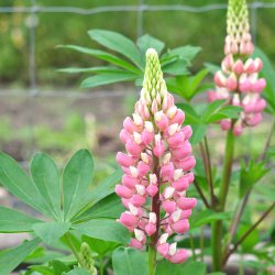 Lupiner fr�. Russel Strain The Chatelaine. H�j. Lupinus polyphyllus. Ca. 70 Fr�