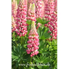 Lupiner. Russel Strain The Chatelaine. Hj. Lupinus polyphyllus.  Fr