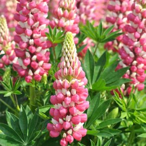 Lupiner fr�. Russel Strain The Chatelaine. H�j. Lupinus polyphyllus. Ca. 70 Fr�