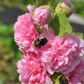 Stokroser fr�. Chaters chamois. Alcea rosea. XL pose. Ca. 2000 Fr�.