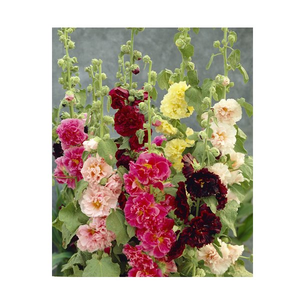 Stokroser. Alcea rosea. Chaters mixed. Fr.