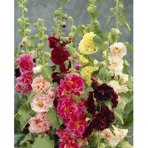 Stokroser. Chaters mixed. Alcea rosea. Fr.