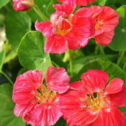 Blomsterkarse fr�. Cherry Rose. Tropaeolum nanum. XL pose. Ca. 700 Fr�.