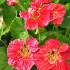 Blomsterkarse fr�. Cherry Rose. Tropaeolum nanum. XL pose. Ca. 700 Fr�.