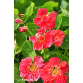 Blomsterkarse. Cherry Rose.Tropaeolum nanum.  Fr.