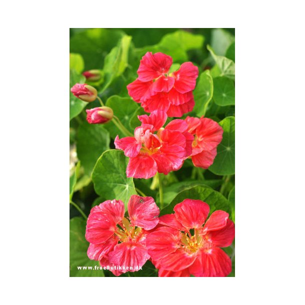 Blomsterkarse. Cherry Rose. ID1936-5500. Fr.