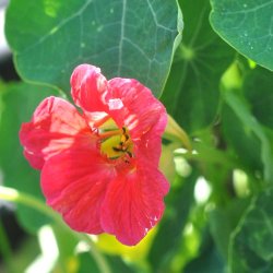Blomsterkarse fr�. Cherry Rose. Tropaeolum nanum. XL pose. Ca. 700 Fr�.
