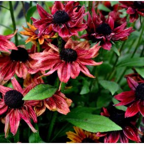 Solhat. Cherry. Rudbeckia hirta. Fr