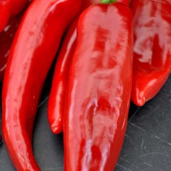 Chili fr�. Anaheim. Capsicum annuum. Ca. 10 Fr�.