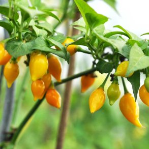 Chili fr�. Biquino yellow. Capsicum chinense. Ca. 10 Fr�