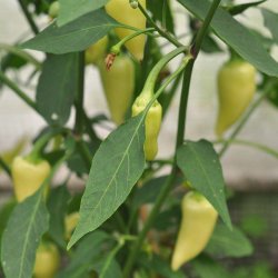 Chili fr�. Caloro. Capsicum annuum. Ca. 10 fr�