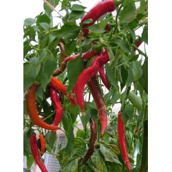 Chili. De Cayenne. Capsicum annuum. Fr.