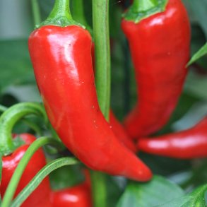 Chili fr�. Cyclon. Capsicum annuum. Ca.10 Fr�.