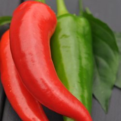 Chili fr�. Cyclon. Capsicum annuum. Ca.10 Fr�.