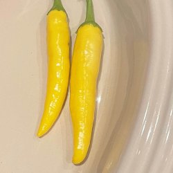 Chili fr�. Gelbes R�sselschen. Capsicum annuum. Ca. 10 Fr�