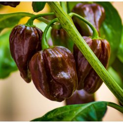 Chili. Habanero chocolate.  Capsicum chinense. Fr