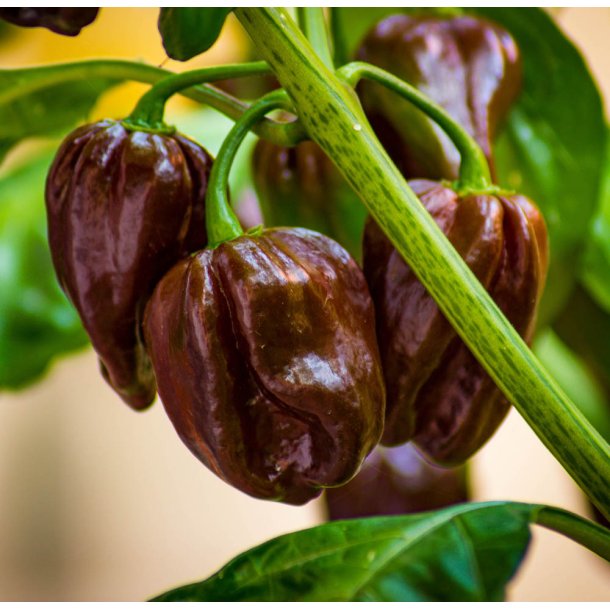 Chili. Habanero chocolate.  Capsicum chinense. Fr