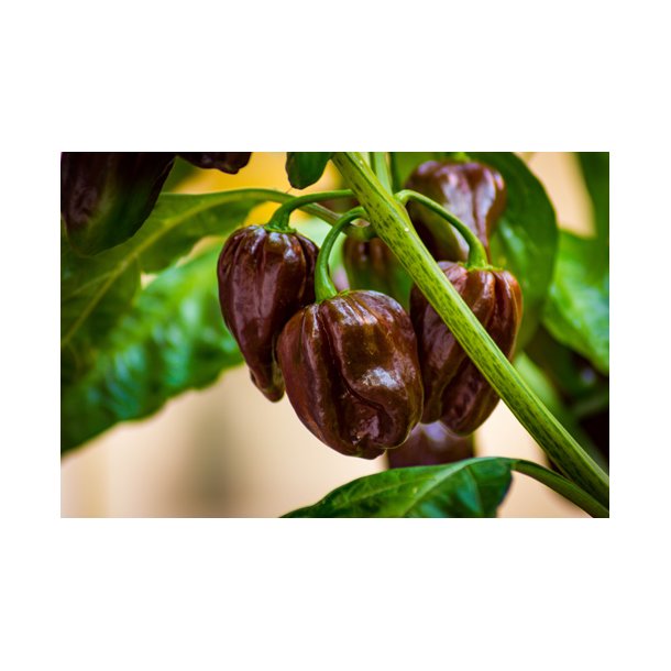 Chili. Habanero chocolate. ID1912-3417. Fr