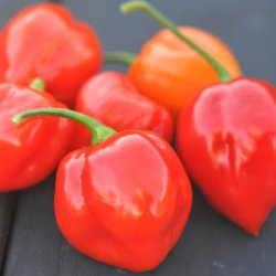 Chili fr�. Habanero mix. Capsicum chinense. Ca. 10 Fr�.