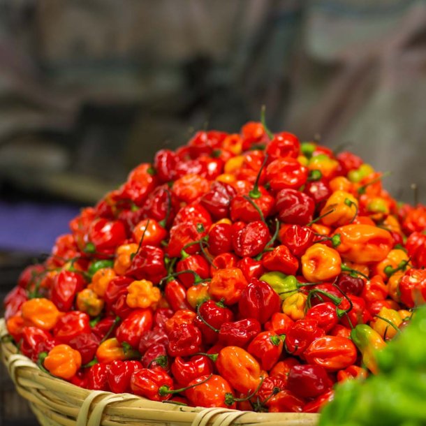 Chili fr�. Habanero mix. Capsicum chinense. Ca. 10 Fr�.