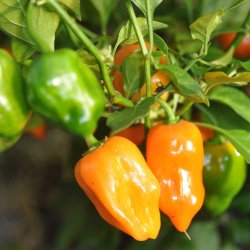 Chili fr�. Habanero orange. Capsicum chinense. Ca.10 Fr�.